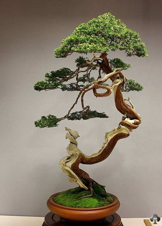 Juniper Bonsai by Jose Luis Blasco Paz