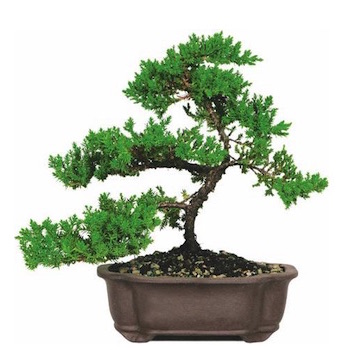 Cheap juniper Bonsai