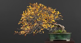 Crataegus, Луисом Вальехо