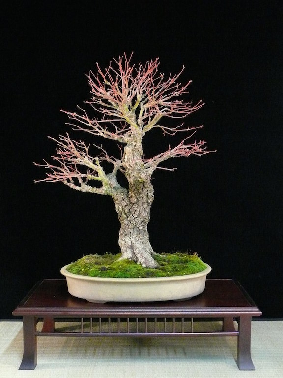 Acer Palmatum Bonsai